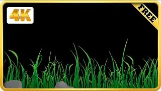 Green grass moving on black screen video loops