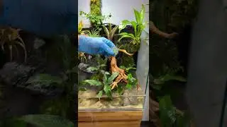 Gluing Air Plant to Paludarium