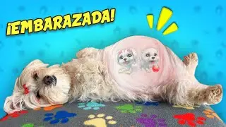 Perrita Dasha EMBARAZADA en la vida real con Anima Dogs / Vídeos de perritos