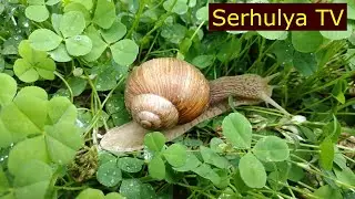 Origami snail. Улитка с коробочкой. Оригами. Serhulya TV