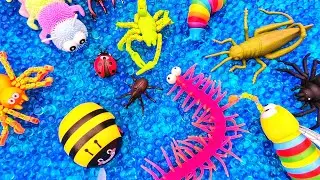 Learn Bugs Insects Names: Centipede Bee Dragonfly | Orbeez Water Beads