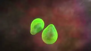 Malaria 3D Animation Shows How Malaria Replicates in the Human Liver