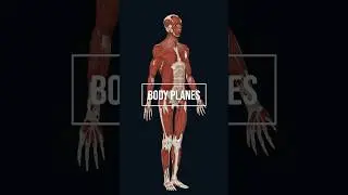 Body planes in human anatomy 3d illustration #anatomy #anatomyandphysiology