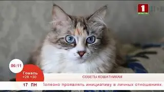 5 советов кошатникам. Эфир 17.06.2019