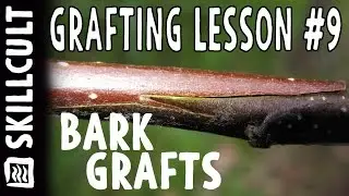 Grafting Series Lesson #9, Rind Grafts, Between Bark and Wood