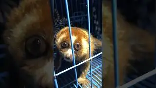Saving A Venomous Primate