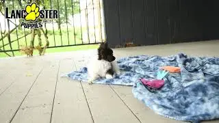 Adorable Papillon Puppy
