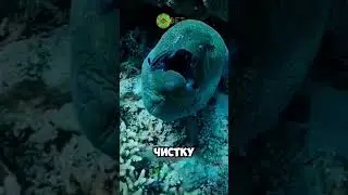 это рыба чистюля 😱🐠 