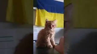 Наш малий Джонсон | Підшефні ЗСУ