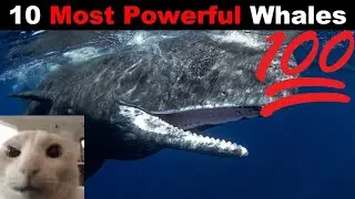 TOP 10 MOST POWERFULL WALES!!! 😱😱😱😱
