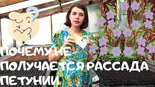 Почему не получается вырастить рассаду петунии.