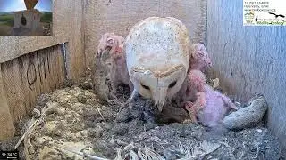 Wow !!! Tiny Barn Owl Nestling Swallows Whole a Large Rodent (Vole) Whole.