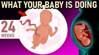 WHAT YOUR BABY is doing in the 24th week of pregnancy