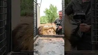 How to Transport LIONS 