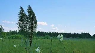 Melodious strong wind in the field. Background sounds, white noise for relaxation and sleep.