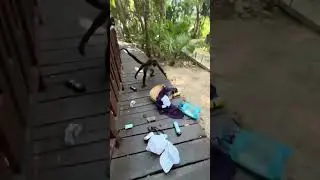 Monkey Snatches Womans Bag!