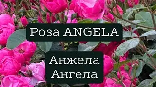 Роза флорибунда ANGELA / Анжела / Ангела без фильтра 🌸  аудио: «Happy Go Lucky - bhzimmy”