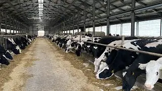 Как добывается молоко / Визит на молочный комплекс!