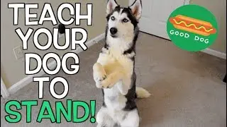 Teach Your Siberian Husky To Stand!