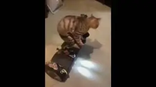 Cat on a segway