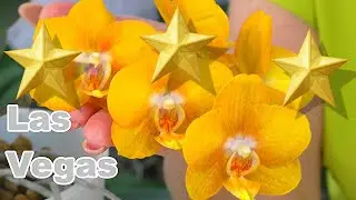 Тайны Лас Вегас.  Они МУТАНТЫ // Капризы Элитных орхидей фаленопсис...