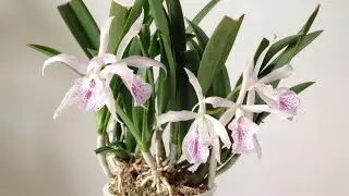 Windowsill Cattleyas in February - Update