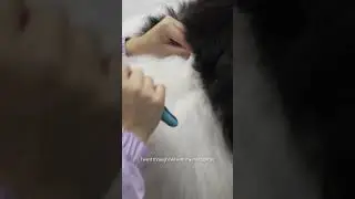 Everyone loves a senior dog