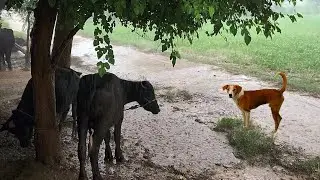 Heavy Rain in the Village of Rural Pakistan | Rain in Country side of Punjab