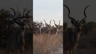 Together we are Strong #explore #nature #wildlife #kudus #gold #golden #moments #youtube #shorts