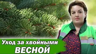 ОЖОГИ НА ХВОЙНЫХ? ЕСТЬ РЕШЕНИЕ КАК ИСПРАВИТЬ! #хвойные #сад #огород #хвойники