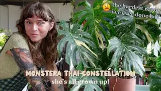 🌌🪴repotting my large monstera thai constellation (and STRUGGLING 😅)