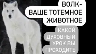 Волк- тотемное животное# какие уроки несёт в вашу жизнь#