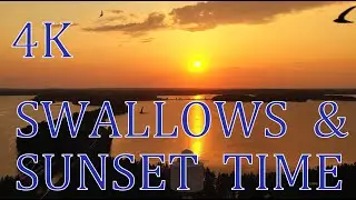 Swallows at sunset 4K FINLAND Punkaharju from air