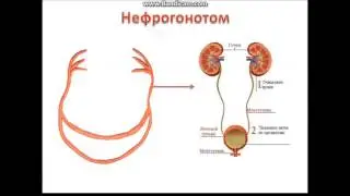 Эмбриональное развитие человека. Дифференцировка зародышевых листков