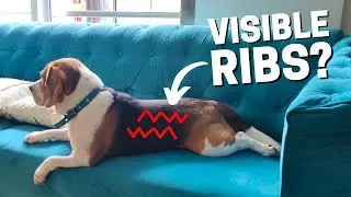 Is Your Beagle Too Skinny? (Signs to Look For)