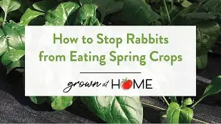 🐇 How to Stop Rabbits from Eating Spring Crops 🐇 #gardentips #vegetablegardening #lowtunnel