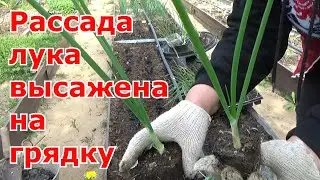 Высадка рассады лука в открытый грунт. Репчатый лук за один сезон из семян чернушки через рассаду.