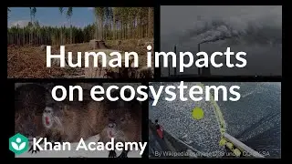 Human impacts on ecosystems | Interactions in ecosystems | High school biology | Khan Academy