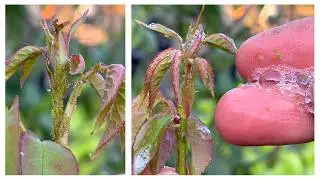 No need for medicine, I just used a little dishwashing liquid to get rid of the aphids that were dam