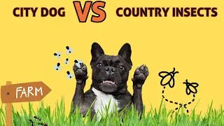 City Dogs vs. Country Insects?