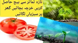 Free fertilizer for plants, easy way to grow tomatoes, no need to buy seeds from the market anymore.