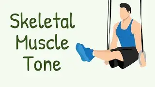 What Holds You in a Steady Position? Skeletal Muscle Tone || Physiology with Animations