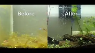 Brown Algae - API Algae Fix in Action