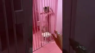 I made Custom tote bag for Barbie in PRISON 😳*I love her reaction *| Ange_Cope
