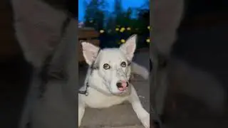 Собака - призрак🤍 #cutedogs #shorts #funnydog #husky #pets #домашниеживотные #puppy #милыесобачки