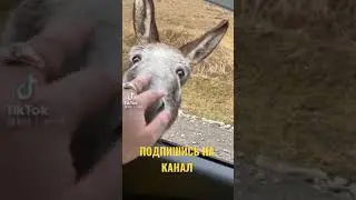 ОСЕЛ ЗАЛЕЗ В МАШИНУ