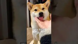 Real Reasons Dogs Lick You（Disgusting）