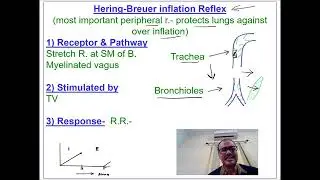 Hering-Breuer Reflex