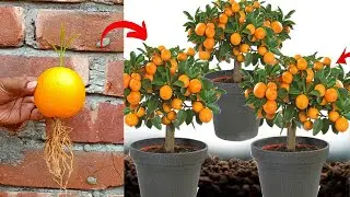 Best way to grow orange tree from orange