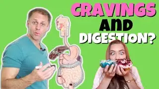 How to Stop Sugar Cravings Fast | Digestive Symptoms Matter?